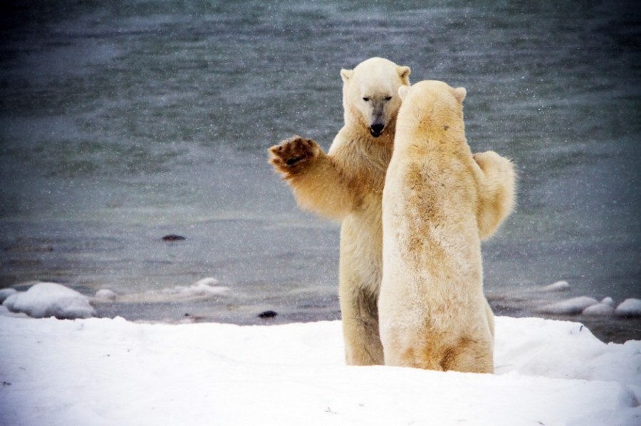 Никогда не кормите медведей, особенно белых
